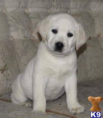 Puppies in MN